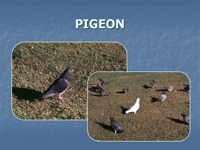 PIGEON